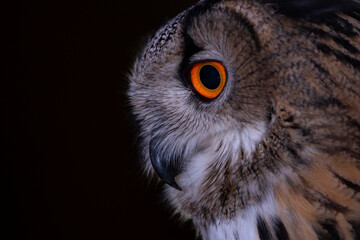 eurasian eagle-owl (bubo bubo) with deep orange eyes watching or better observing something