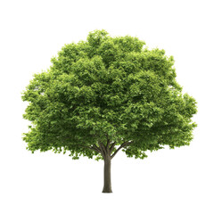 Fototapeta premium Lush green tree with dense foliage