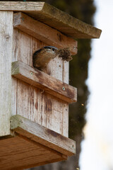 Adult wood nuthatch (sitta europaea) cleaning a nestbox from a old nest from last year
