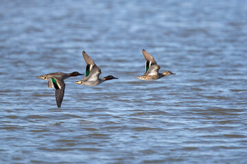 male and female eurasian teal (anas crecca) in flight