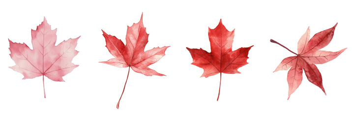 The Autumn Maple Leaf Illustration presents a detailed watercolor painting of a fall maple leaf, colorful and isolated on a transparent background, in png