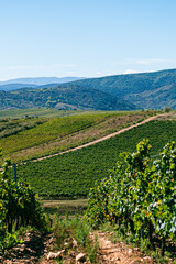 Camino de Santiago in Autumn: Vineyards of Cacabelos, Bierzo Region, Castilla y León, Spain
