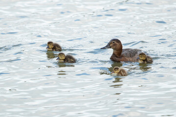 Female Common Pochard (Aythya ferina) with 2-4 days old pulli