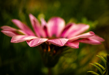 Pink Gazania petals in focus with the rest out of focus
