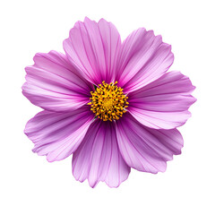 Fototapeta premium A Stunning Close-Up of a Delicate Purple Cosmos Flower, Isolated on a Black Background, Showcasing its Intricate Petals and Vibrant Hues.