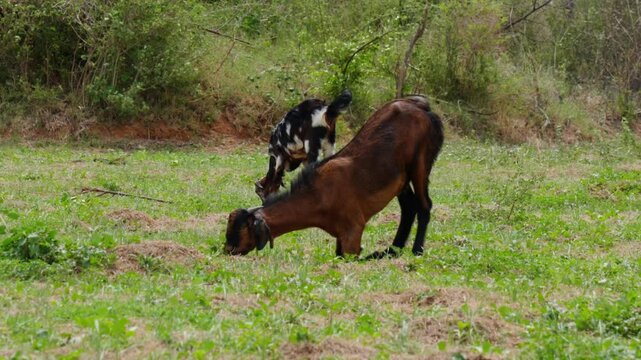 goats eating grass with knee down its sign of a hoof condition called laminitis at telangana, india. day time, stable shot, 4k.