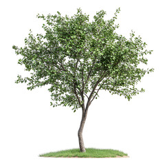 Obraz premium Isolated Green Leafy Tree, Lush Foliage, Spring Blossoms, Natural Plant, 3D Render, Detailed Branche