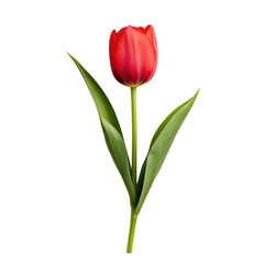 Naklejka premium Elegant red tulip with green leaves on a transparent background