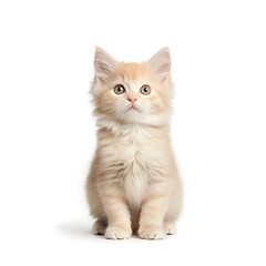 Obraz premium Fluffy Kitten with Tiny Pink Nose on Pure White Background Perfect for Graphic Design or Advertising