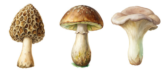 Detailed watercolor mushrooms, unique shapes, natural textures, botanical illustration, culinary uses, foraging guide.