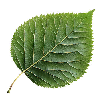 Single Green Leaf Isolated, Detailed Veins, Black Background, Nature Botany