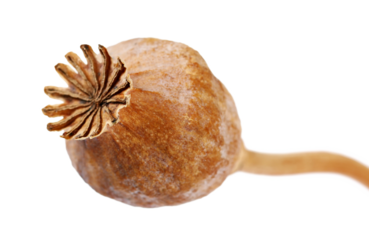 Close up poppy dried box, isolated on white background	