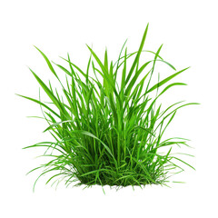 Lush green grass clump on a transparent background