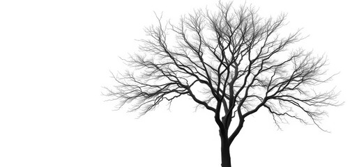 Obraz premium Lone deciduous tree, stark branches against pure white backdrop, springtime, winter