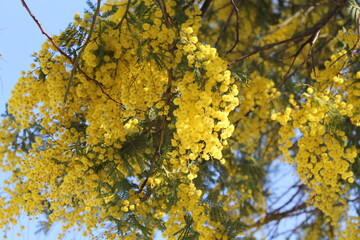 Mimosa tree in Batumi