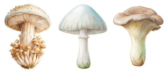 Realistic watercolor mushrooms, detailed botanical illustration, natural colors, artistic design, nature-inspired decor, educational purpose.