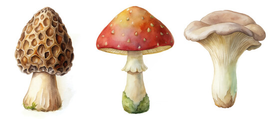 Realistic watercolor mushrooms, detailed textures, vibrant colors, nature illustration, botanical art, food themes.