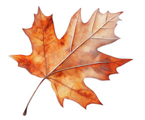 autumn maple leaf