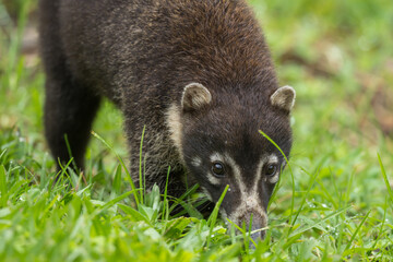 Fototapeta premium White-nosed Coati, Nasua narica, also known as Coatimundi, Costa Rica