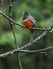 Male Collared Trogon, Trogon collaris, Costa Rica