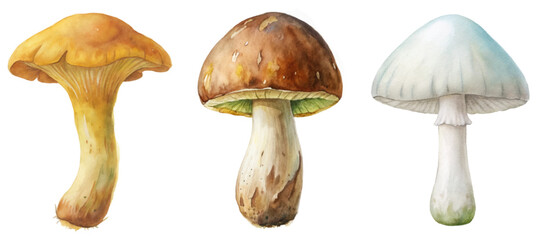 Vibrant watercolor mushrooms, detailed botanical illustration, nature-inspired art, edible and wild varieties, artistic depiction.