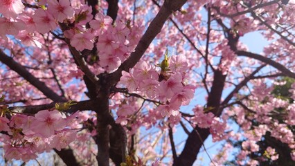 梅園に咲く河津桜