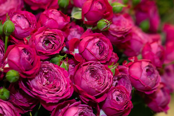 Colorful flower background of fresh peonies
