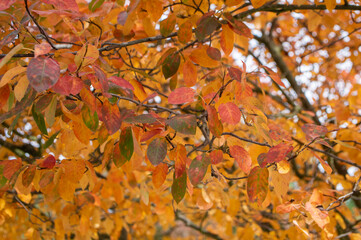 Amelanchier lamarckii shadbush colorful autumnal shrub branches full of beautiful red orange yellow...