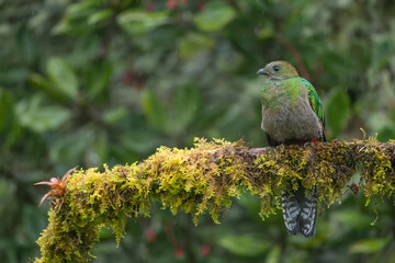 Female Resplendent Quetzal, Pharomachrus mocinno, Costa Rica