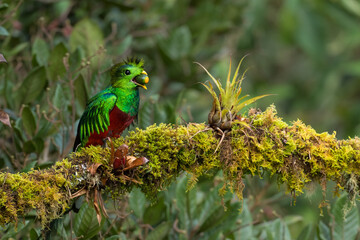 Male Resplendent Quetzal, Pharomachrus mocinno, eating an avocado like fruit, Costa Rica