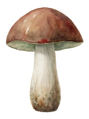 Watercolor mushroom illustration, realistic details, natural colors, botanical art, organic design, culinary inspiration.