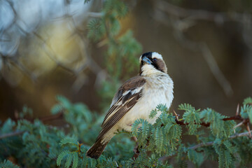 White-browed sparrow-weaver (Plocepasser mahali). Kgalagadi Transfrontier Park, Northern Cape. South Africa.