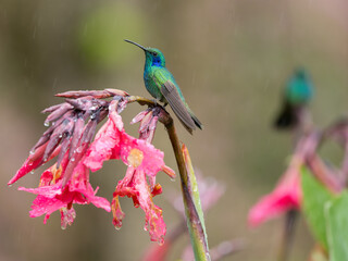Lesser Violetear hummingbirds, Colibri cyanotus, perched on flowers in the rain, Costa Rica