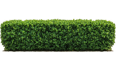 Perfectly trimmed rectangular green boxwood hedge isolated on transparent background, showing dense...