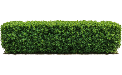 Perfectly trimmed rectangular green boxwood hedge isolated on transparent background, showing dense uniform foliage ideal for garden borders and landscaping designs
