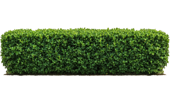 Perfectly trimmed rectangular green boxwood hedge isolated on transparent background, showing dense uniform foliage ideal for garden borders and landscaping designs