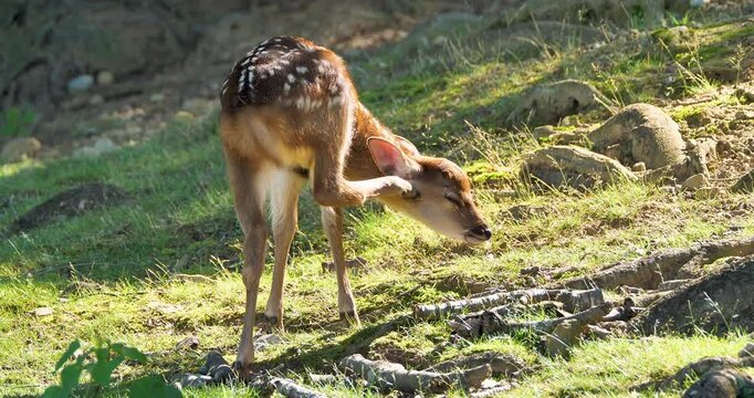 Newborn fawn using back leg scratching itself