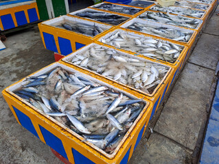 fresh fish in a styrofoam box. Fish on ice in a store. Fresh fish in a market. Fresh fish sales...