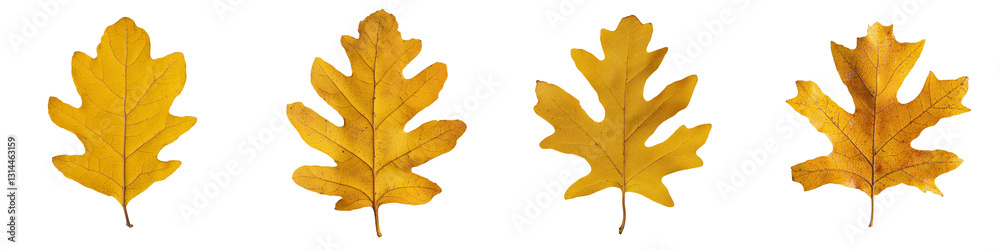 Poster a golden oak leaf with intricate patterns and rich autumn hues, detailed with visible veins, is isol