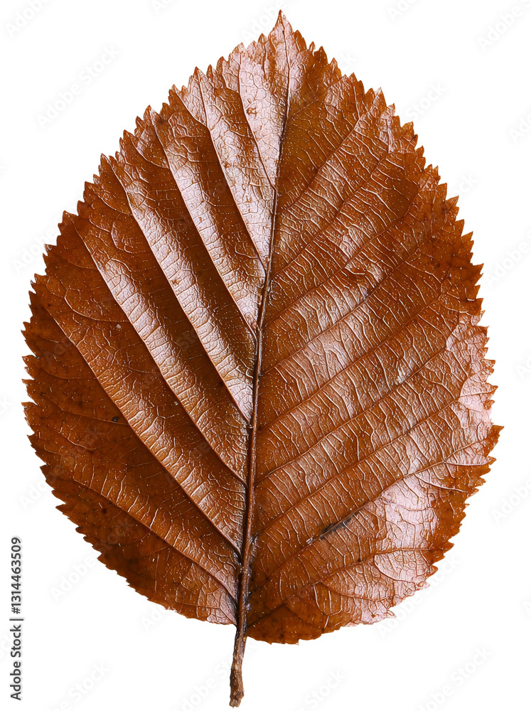 Poster the image depicts a dry leaf with complex veins and autumnal colors, set against a transparent backg