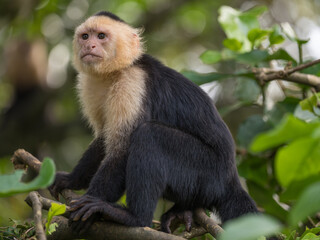 Panamanian white-faced capuchin, Cebus imitator, also known as Panamanian white-headed capuchin, Central American white-faced capuchin or simply White-faced Capuchin, Costa Rica