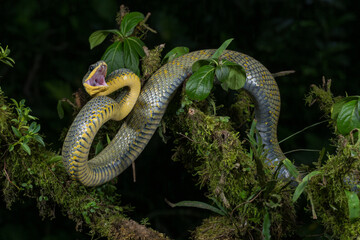 Neotropical Bird Eater Snake, Phrynonax poecilonotus, Costa Rica