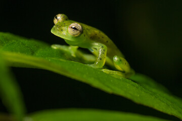 Emerald Glass Frog, Espadarana prosoblepon, Costa Rica