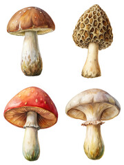 Watercolor mushrooms, botanical illustration, detailed textures, natural colors, artistic style, educational purpose.