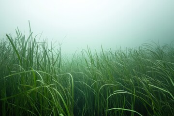 Obraz premium Serene underwater meadow of vibrant green aquatic plants swaying gently in a misty environment creating a tranquil and ethereal seascape with soft light
