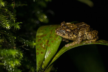 Chiriqui robber frog, Pristimantis cruentus, Costa Rica