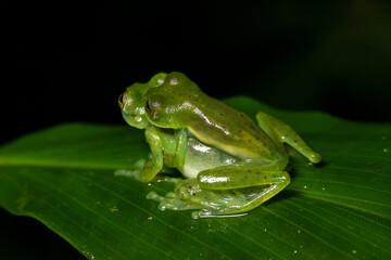 Emerald Glass Frog, Espadarana prosoblepon, on a leaf, mating, Costa Rica