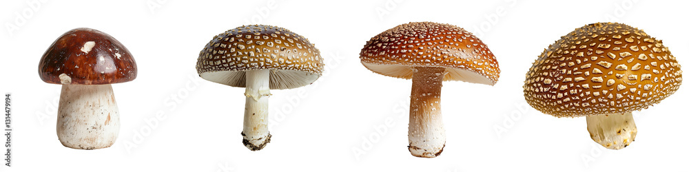 Poster a close-up of a brown mushroom, distinguished by its textured cap and firm stem, is captured in this