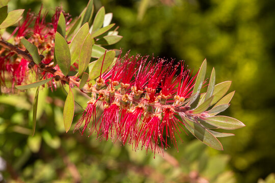 Callistemon Citrinus. Spring Garden. Very beautiful delicate flowering twig that grows in Turkey.