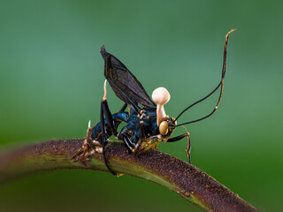 Dead wasp infected by an insect pathogenic fungus, Ophiocordyceps sp., with the fruiting bodies...